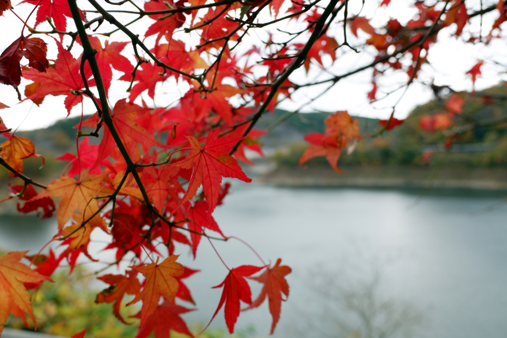 紅葉(一庫ダム) f