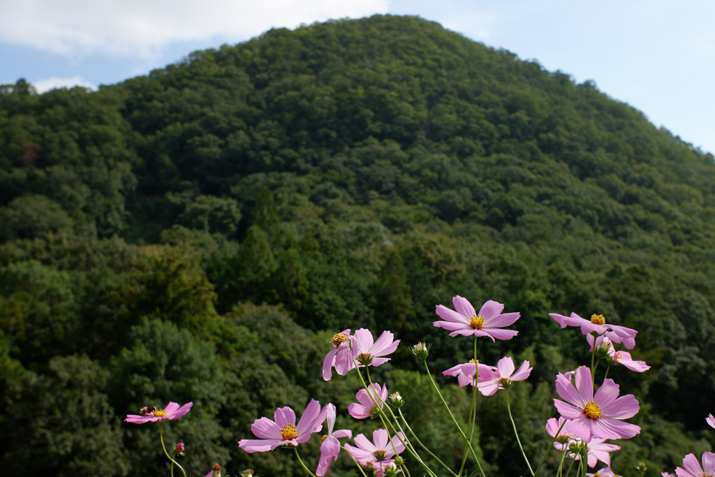 里山と秋桜