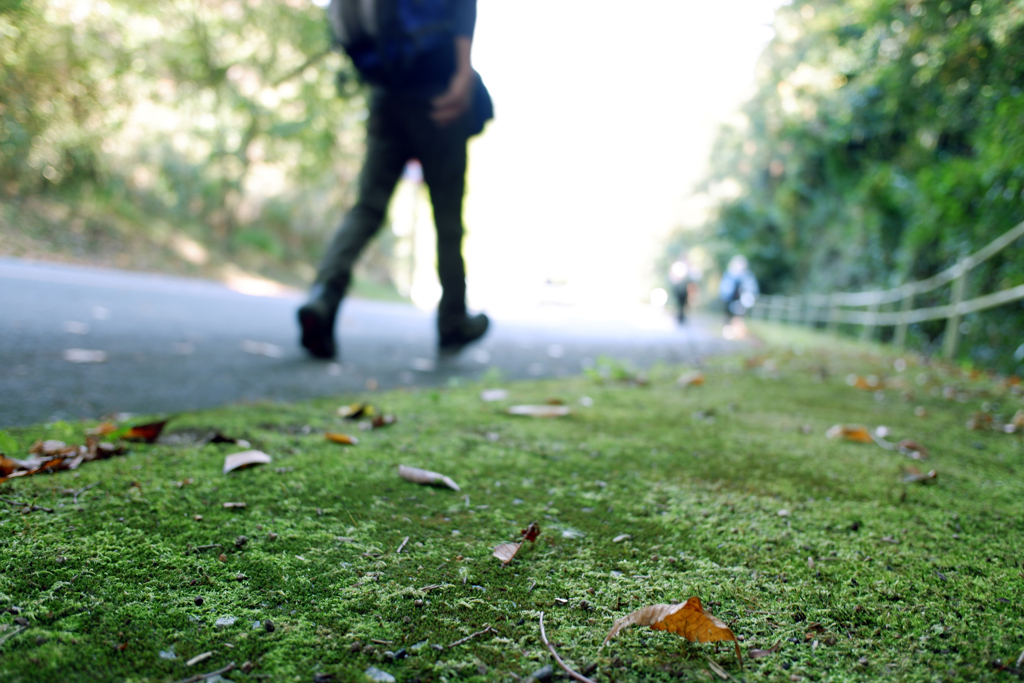 苔のハイキング道