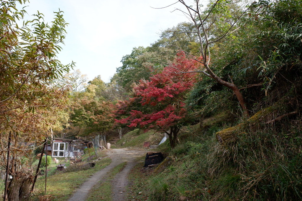 里山の紅葉(4)