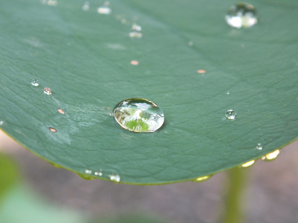 緑雨