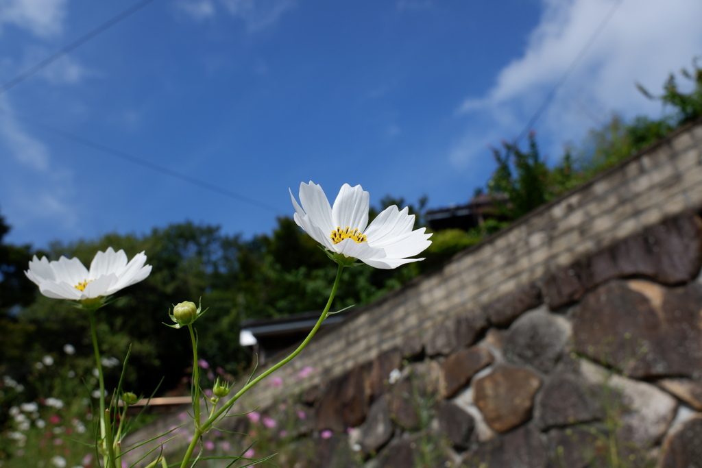 秋桜