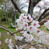 公園の桜