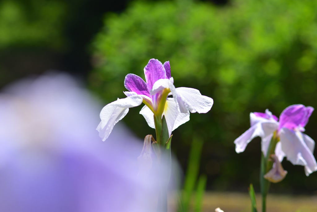 花しょうぶ