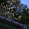撮れたてハナミズキ
