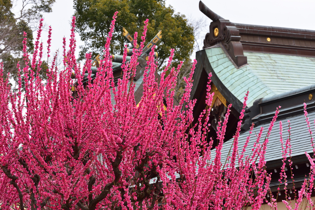 しだれ梅　〜結城神社〜