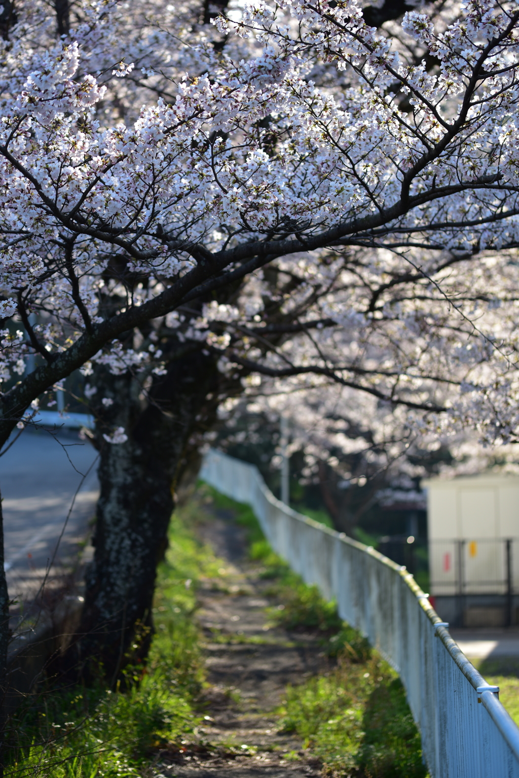 中学校裏門の桜