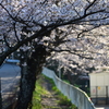 中学校裏門の桜
