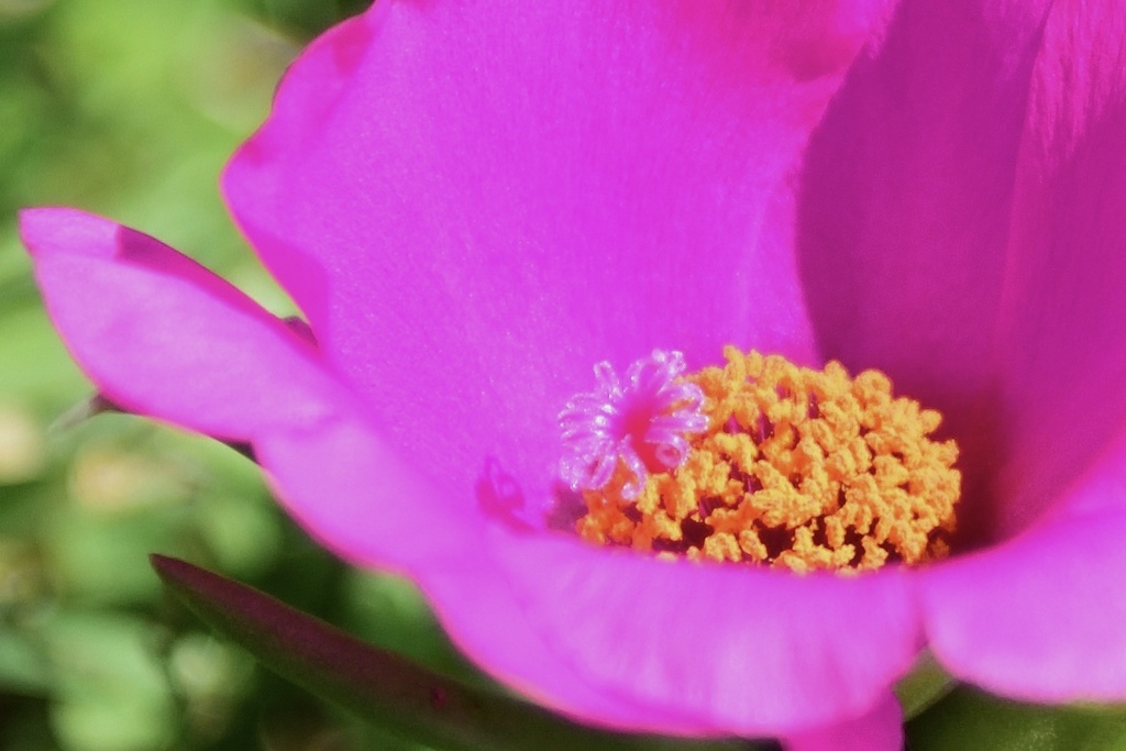 花の中に咲いた花？