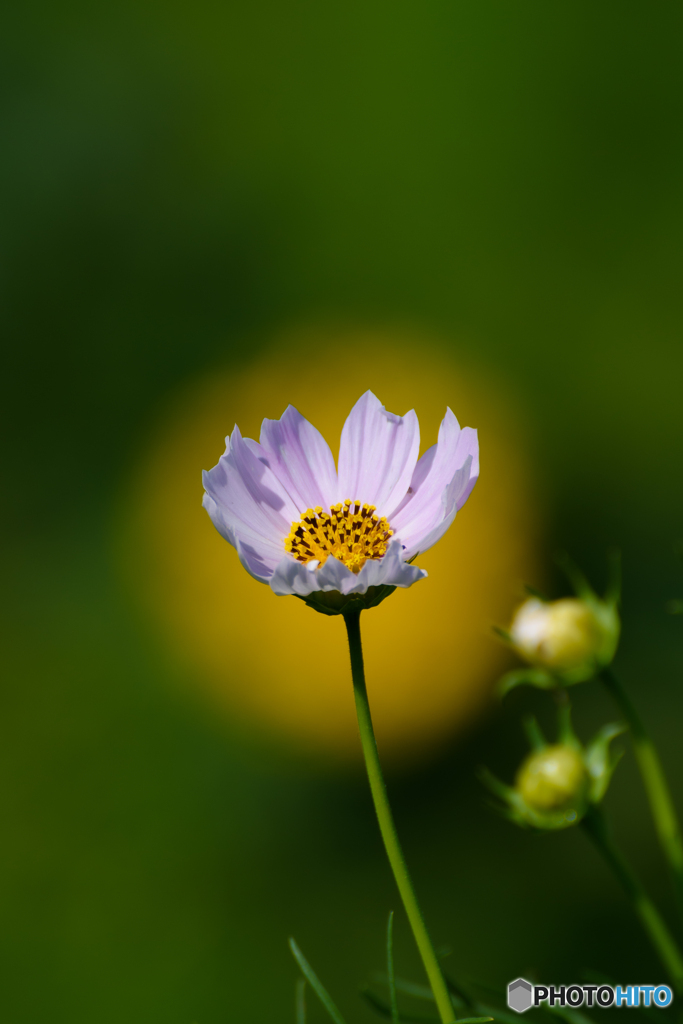 白秋桜