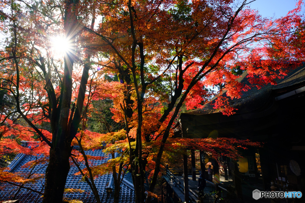 石山寺のもみじ