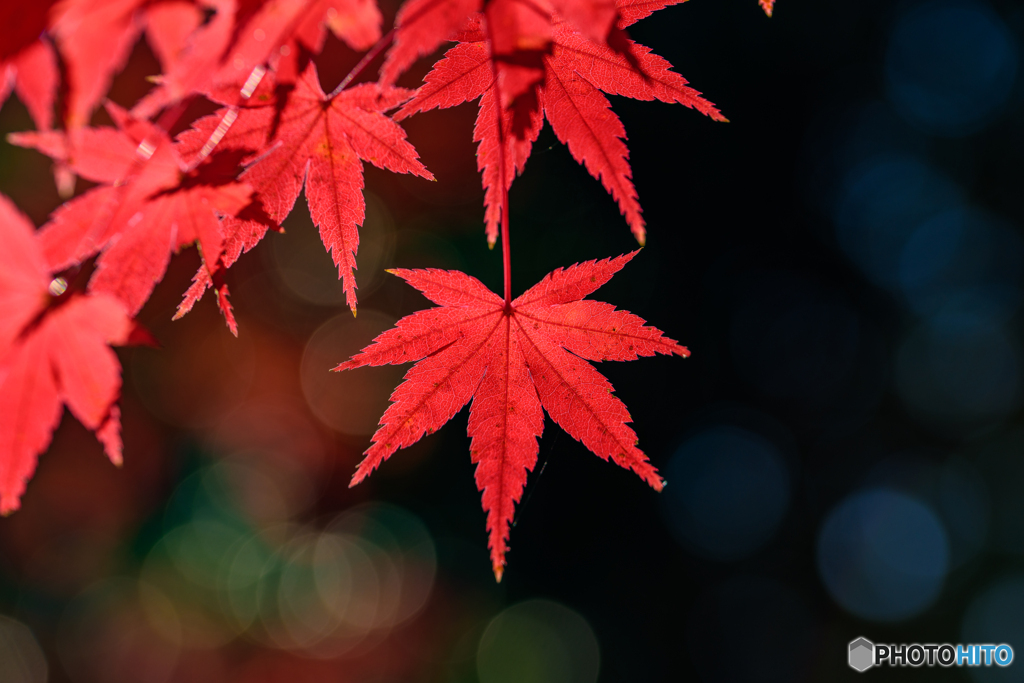 正法寺山荘跡の紅葉