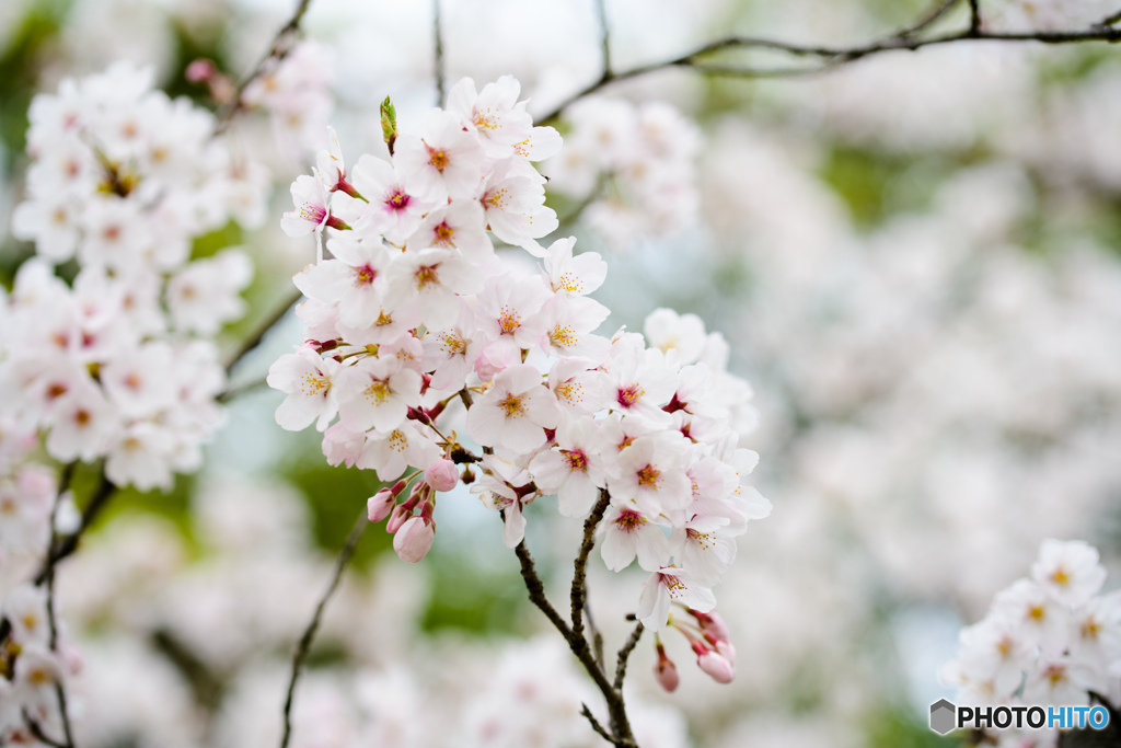 花満開