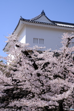 多聞櫓と満開桜