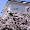 多聞櫓と満開桜