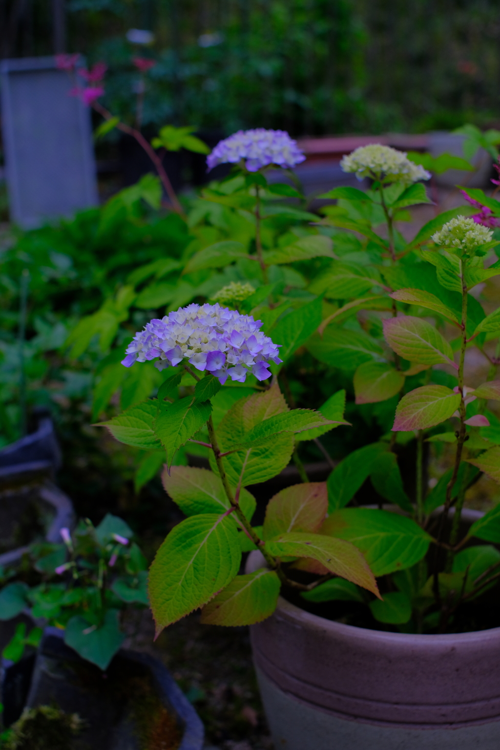 紫陽花　〜裏庭にて〜