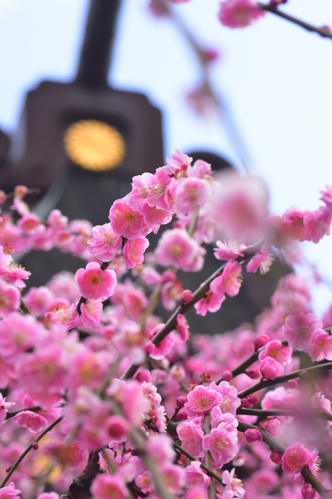 しだれ梅３　〜結城神社〜