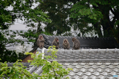 屋根上の家族会議