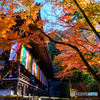 永観堂禅林寺のもみじ