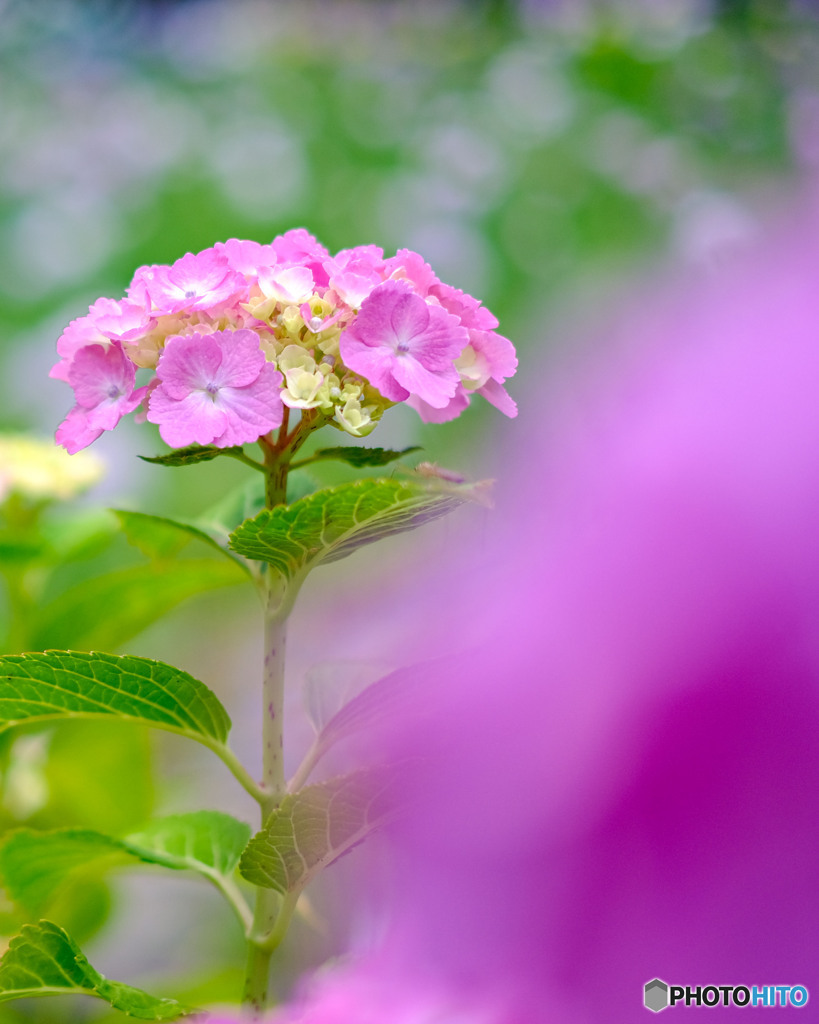 紫陽花