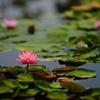 睡蓮2