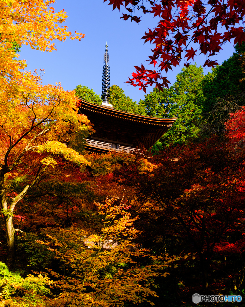 秋の金剛輪寺