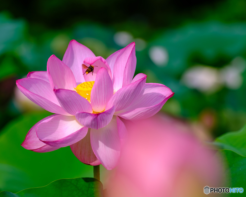 蓮蜜求めて