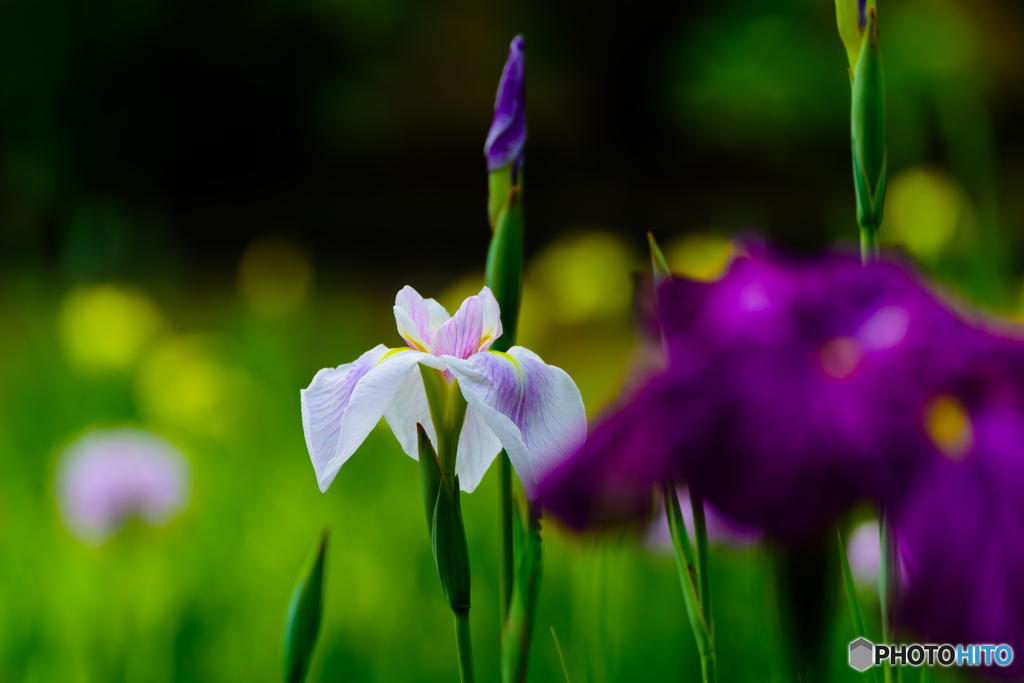 花しょうぶ