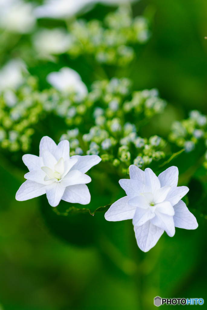 額紫陽花2