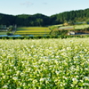 蕎麦畑の向こう