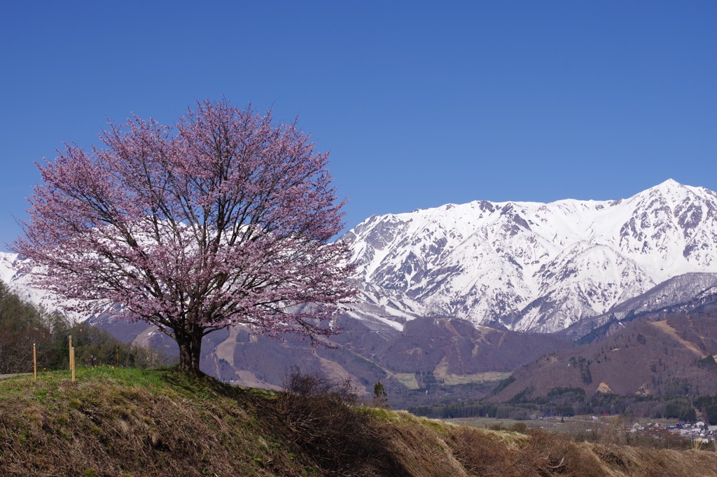 桜