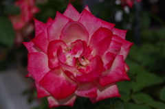 薔薇