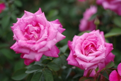 中之島の薔薇 その4