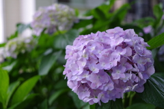 藤森神社の紫陽花