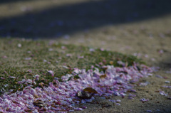 桜も終わりかな