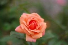 中之島の薔薇 その3