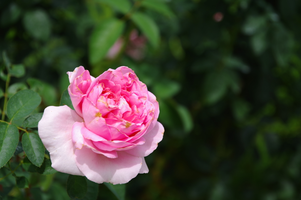 中之島の薔薇  その2