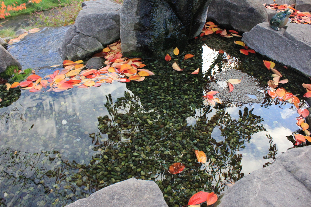 落葉②水場