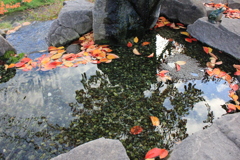 落葉②水場