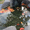 落葉②水場