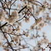 桜①