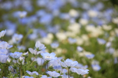 青く、蒼く。