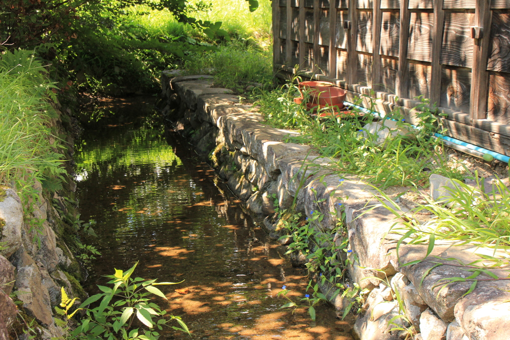 木漏れ日落ちるは、水の中