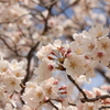 桜②