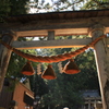 真夏の鳥居