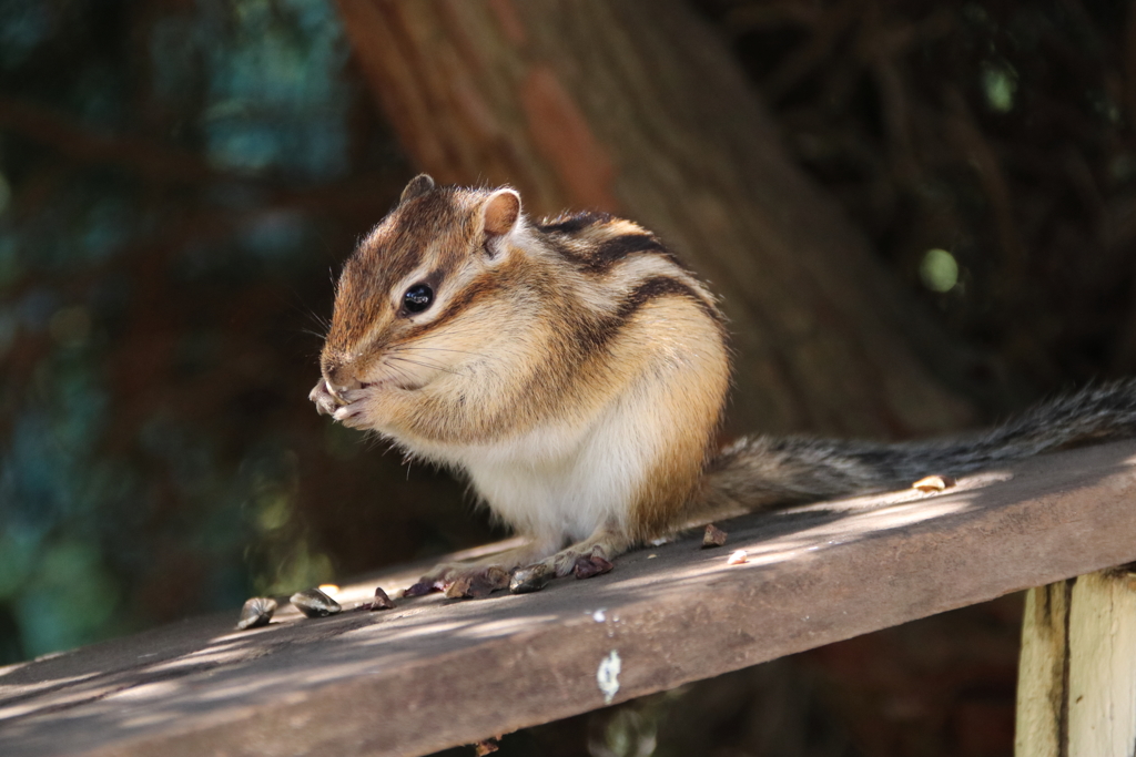 シマリス１