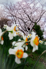 桜咲きました