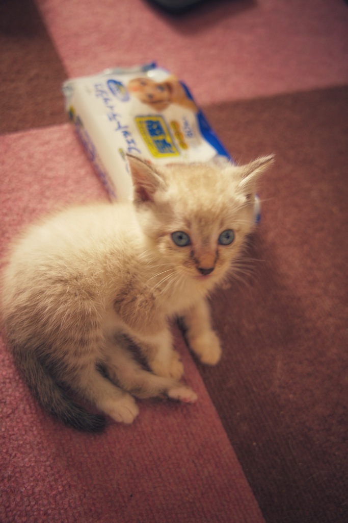 子猫