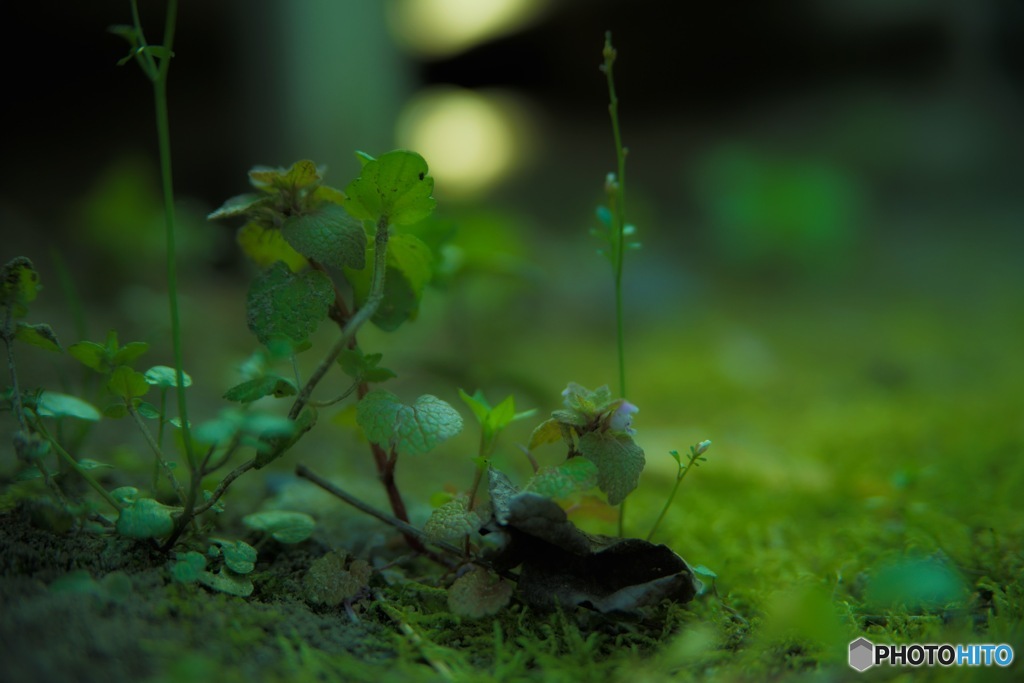 Deep forest 