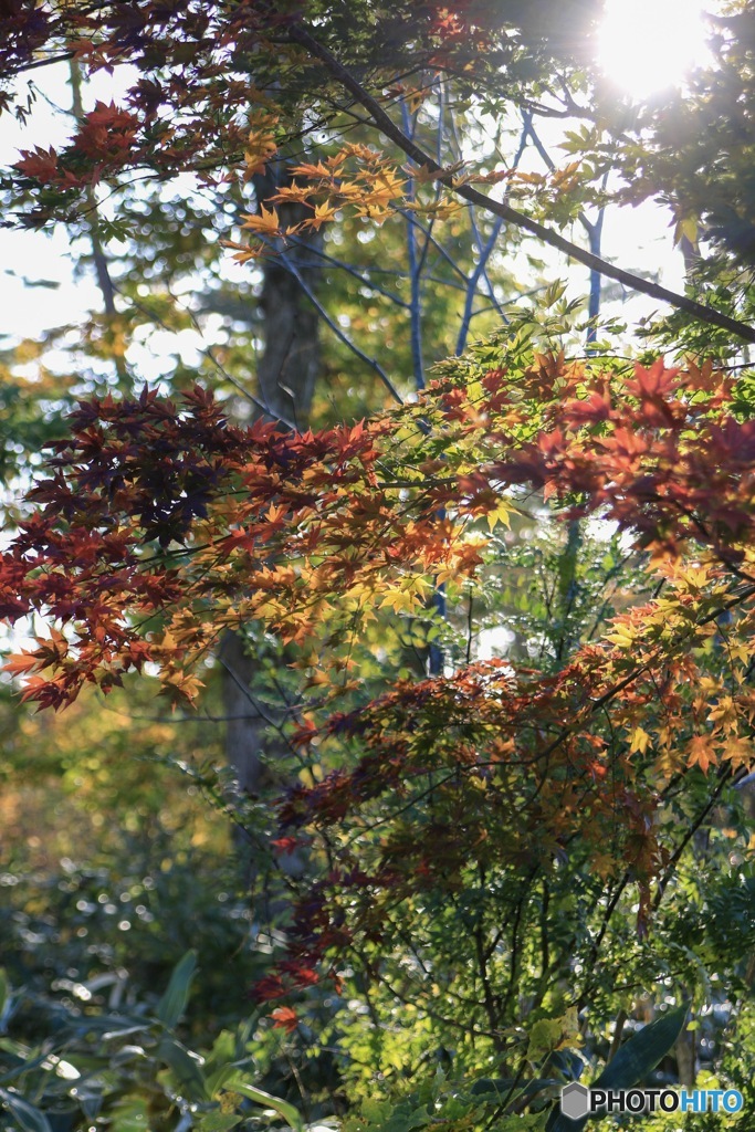 遊歩道の紅葉